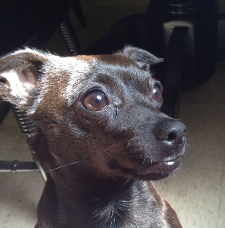 hills fit and radiant dog food