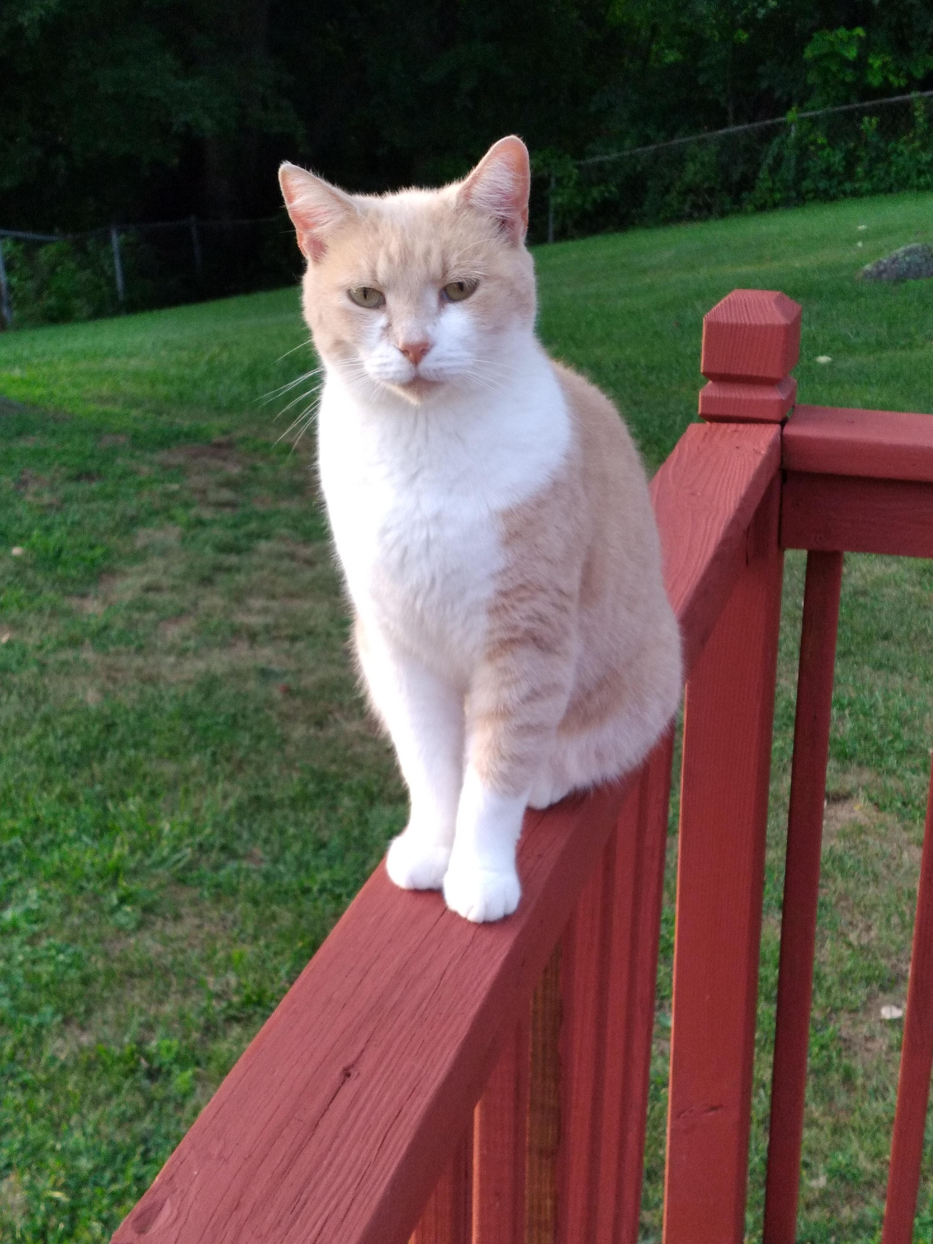 Hill's Science Diet Senior 7+ Savory Turkey Entree Canned Wet Cat