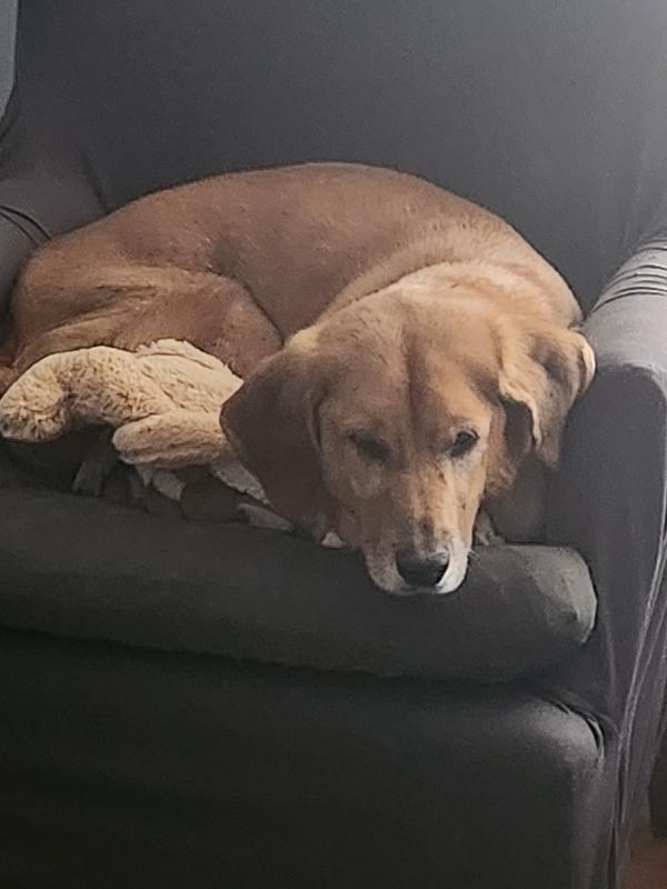 The dogs