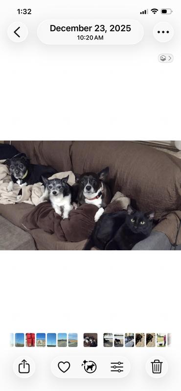 Our 3 pups and our cat (who thinks he’s a pup!)