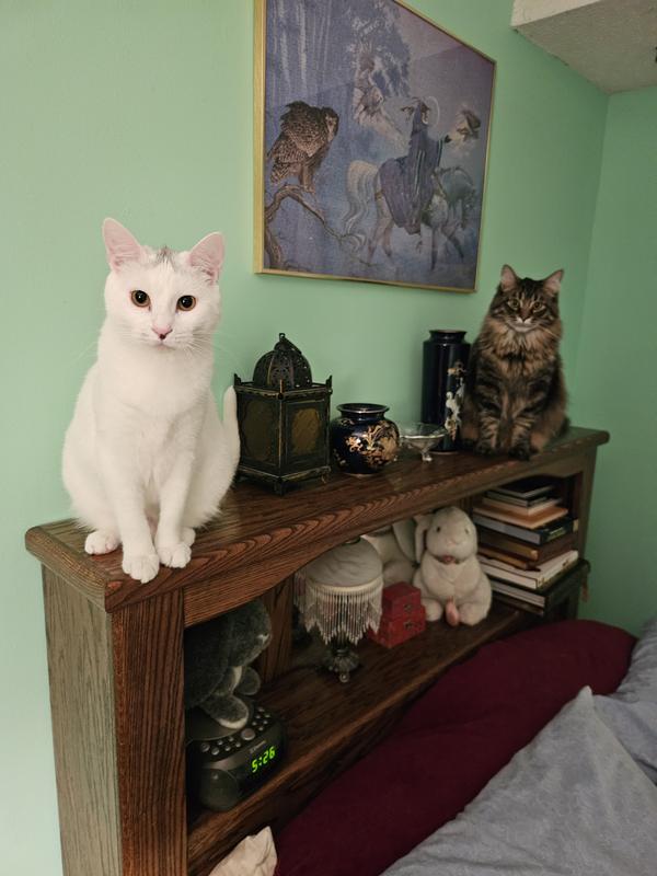 Smudge (white) & Springs