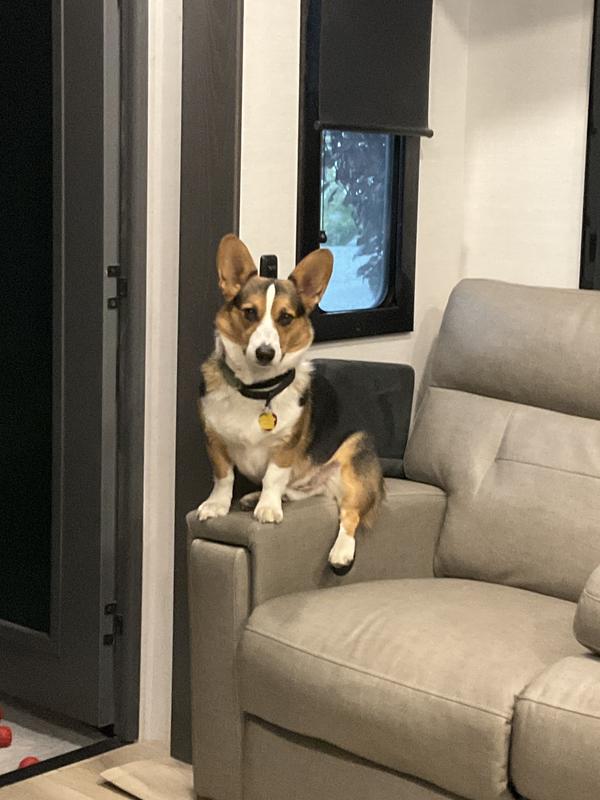 Gavin the Science Diet dog