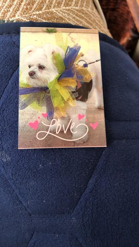 Our fur baby “Chicklet”