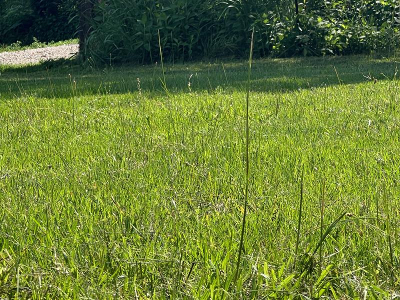 Grass uncut after multiple passes and a varying deck heights.