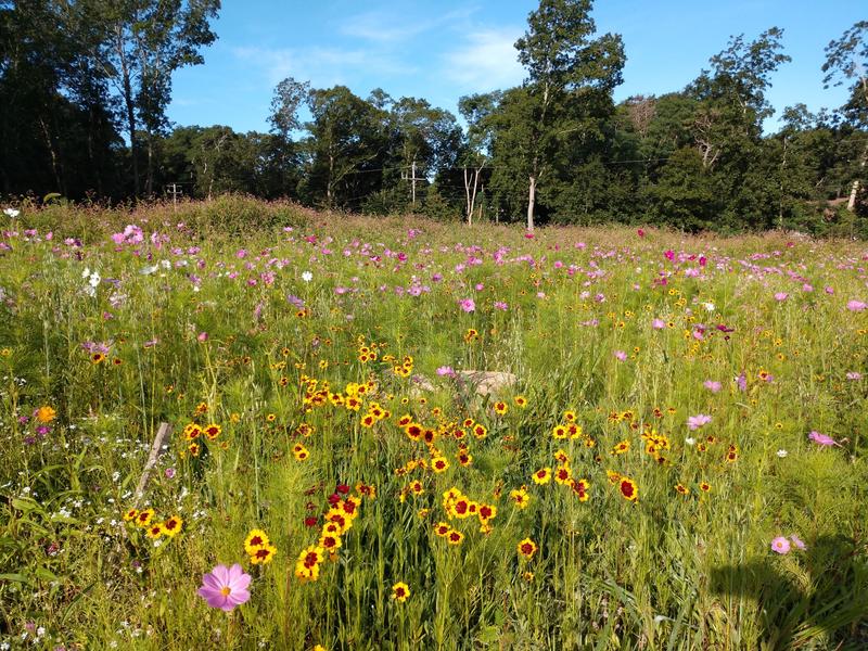 Wildflower Field