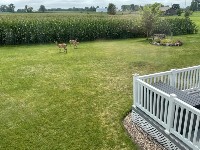 My backyard with guests