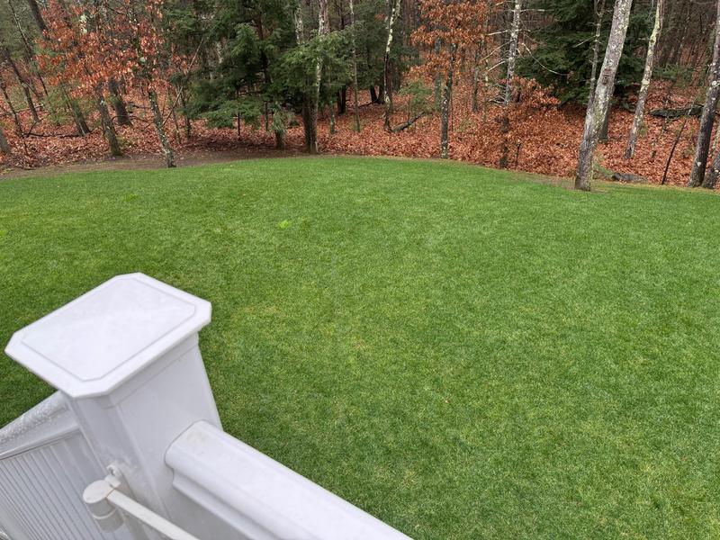 Left side of Back Yard.   My Husqvarna Leaf Blower Did a Great Job