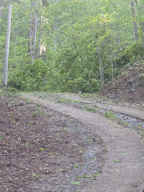 Fallen Trees