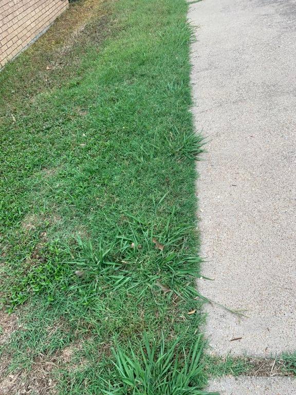 Crabgrass after application