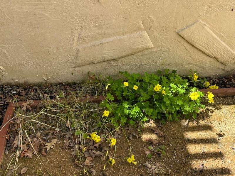 On the left is treated with the weed killer and right is untreated.