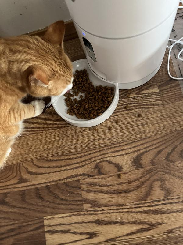 Pippin eating