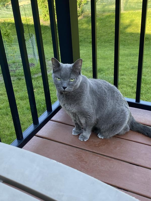 Cosmo enjoying some outside time