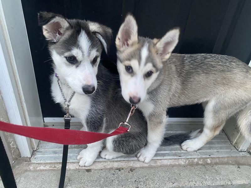 Foster pups- before adoption