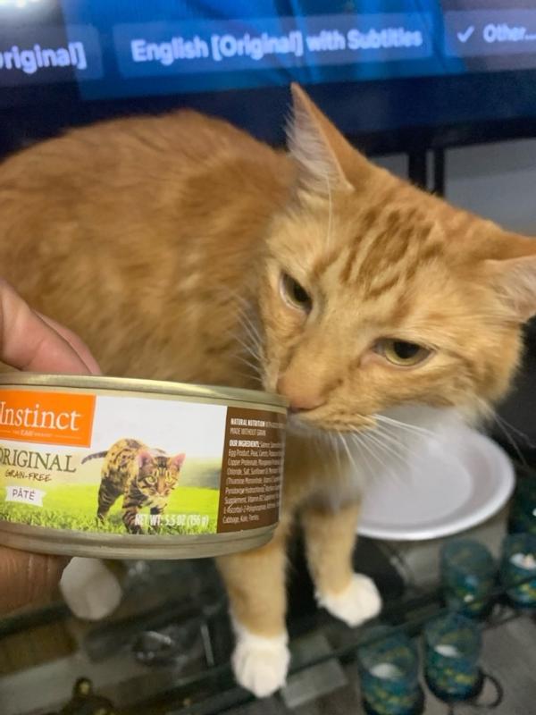 Original Salmon Wet Cat Food Instinct Pet Food