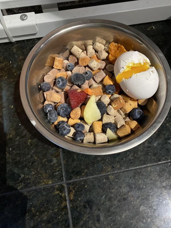 Instincts Frozen raw (with gut health topper)..with her favourite treat- lightly cooked egg and frozen fruits