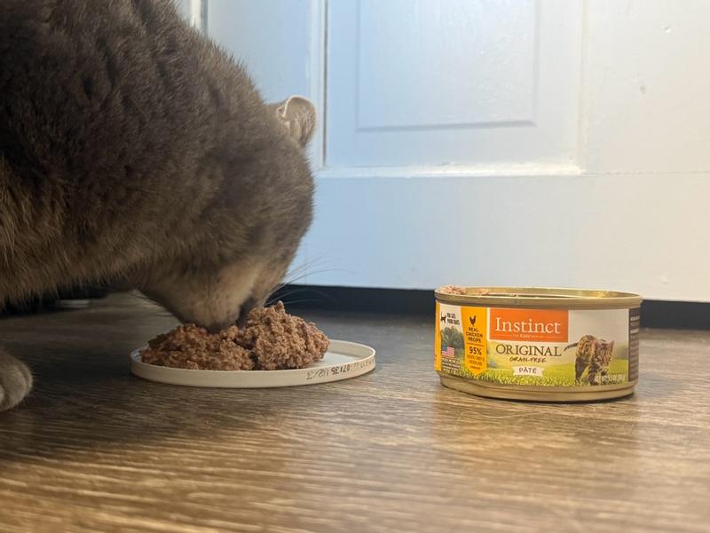 wet food for fussy cats Tiki Cat Special Fussy Duck Liver & Egg Wet Cat Food Pouches