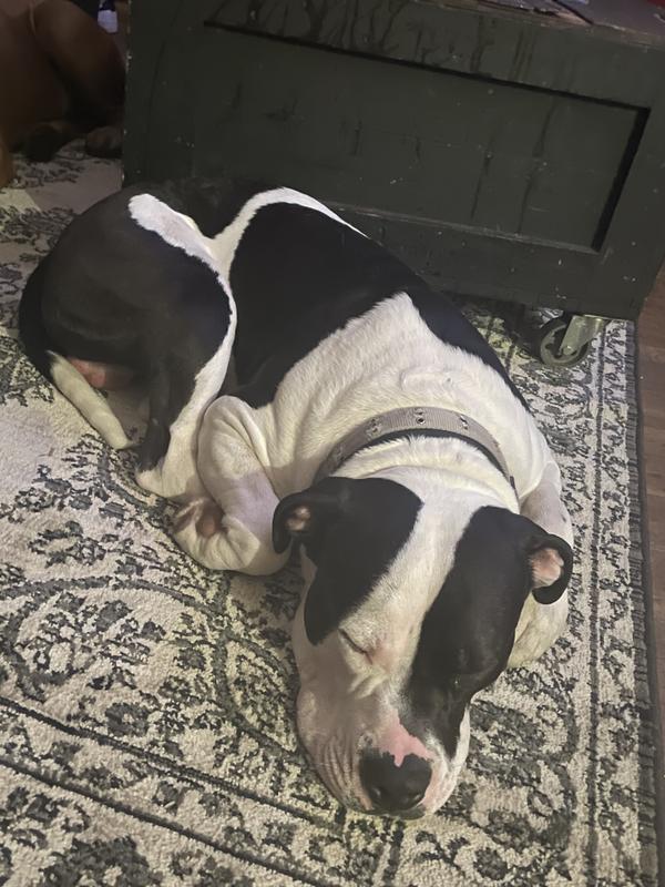Zeus