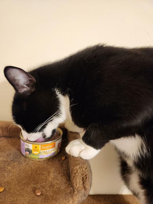 Instinct original kitten food review best sale