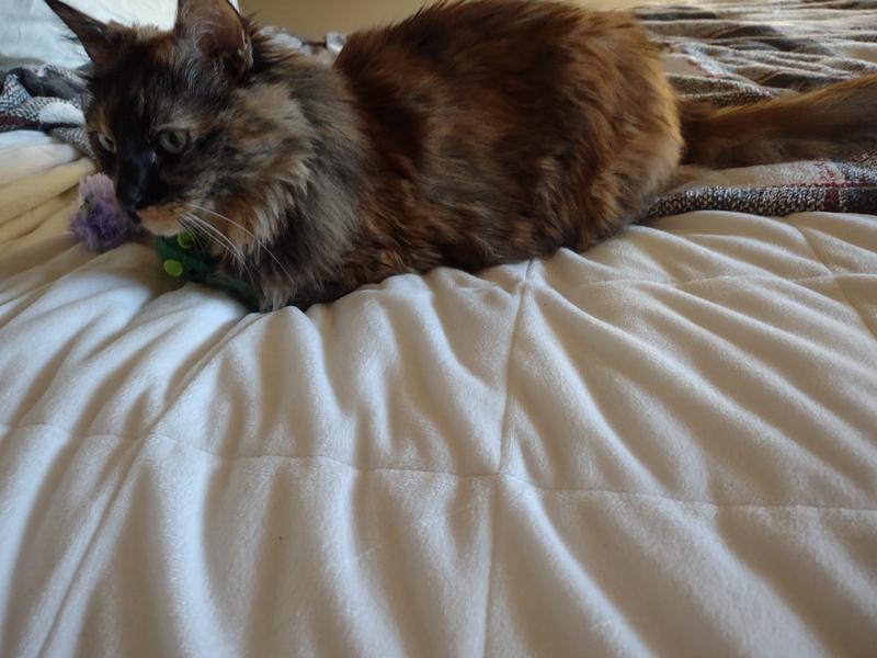 Happy Cat