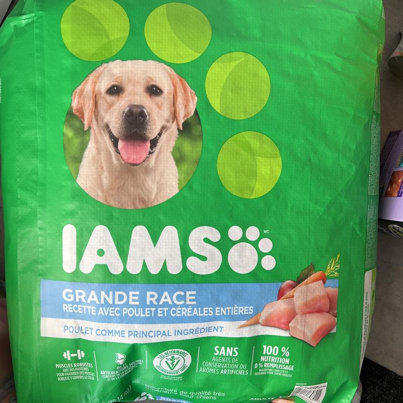 Iams labrador outlet food