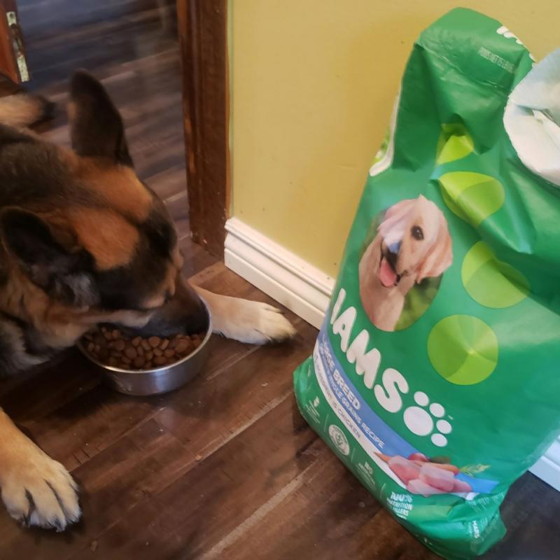 Meijer iams 2024 dog food