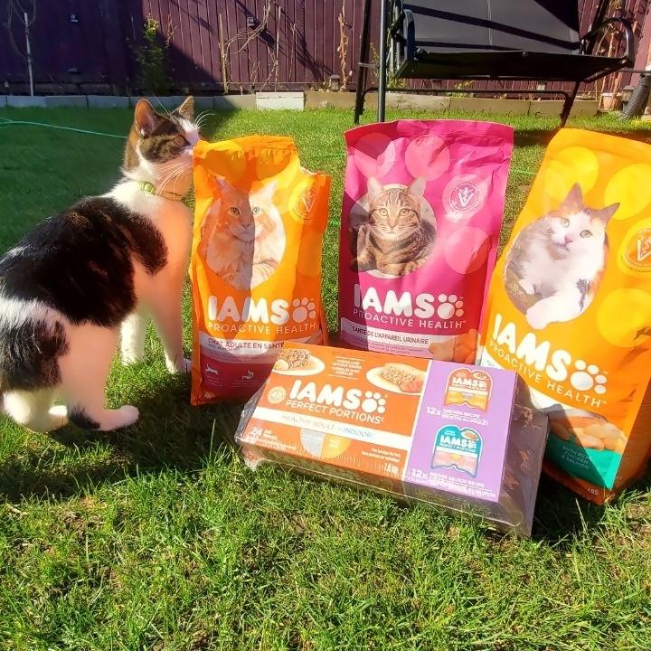 IAMS Perfect Portions Healthy Adult Grain Free Chicken and Tuna Recipe Wet Cat Food Pate Variety Pack, 2.64 oz., Count of 12 | Petco