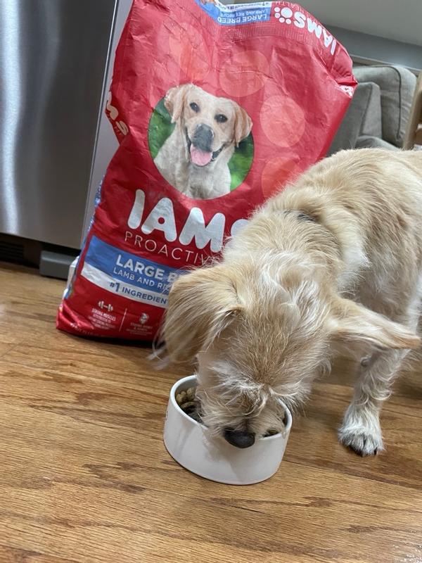 Iams dog food lamb hotsell