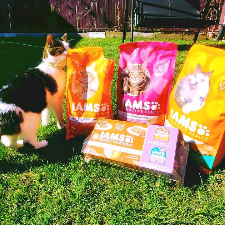 IAMS Perfect Portions Healthy Adult Grain Free Chicken and Tuna Recipe Wet Cat Food Pate Variety Pack, 2.64 oz., Count of 12 | Petco