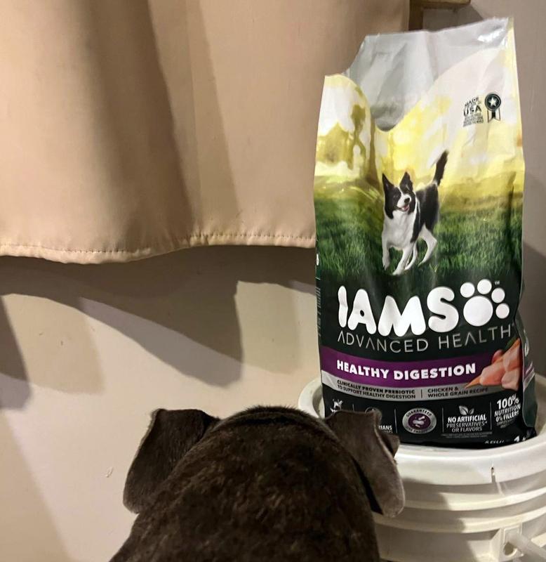 IAMS ADVANCED HEALTH HEALTHY DIGESTION