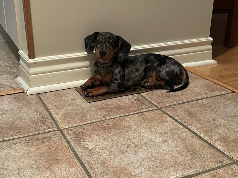 Iams proactive health shop dachshund