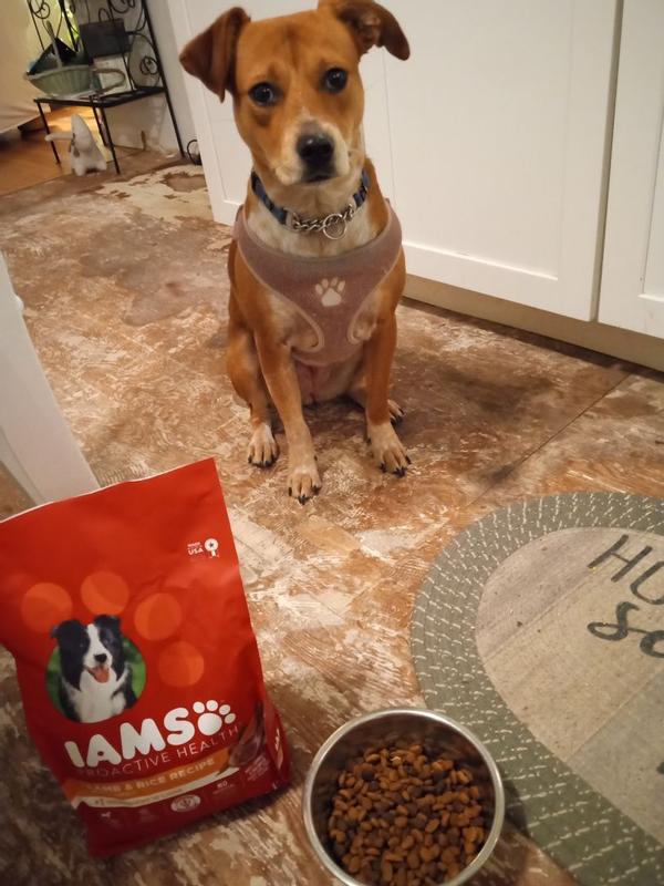 Meijer iams shop dog food