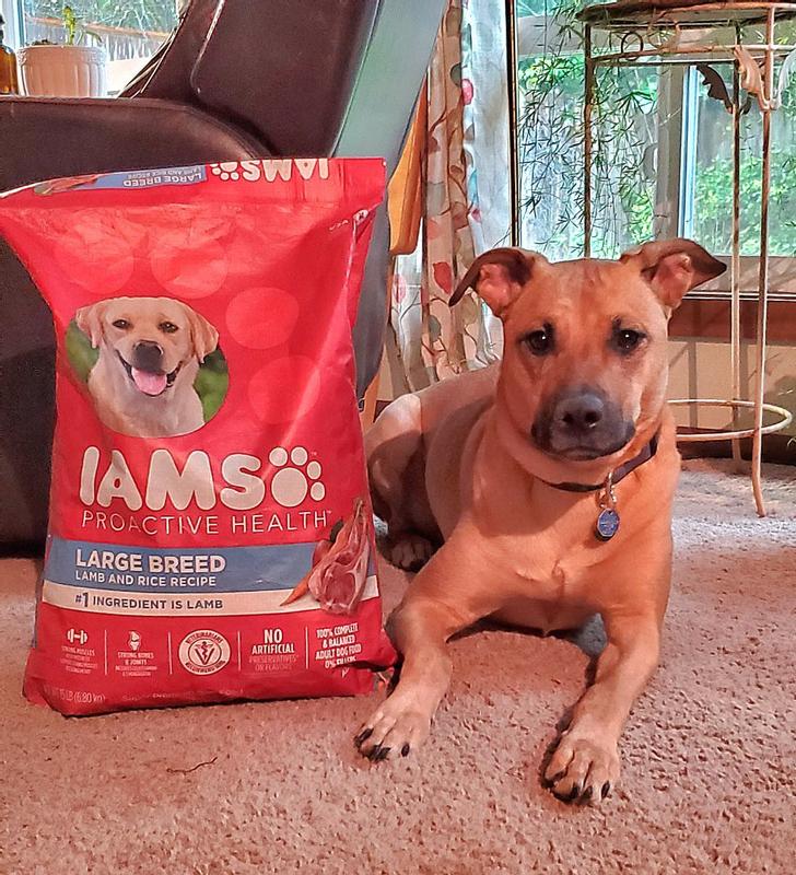 Iams large breed dog food review hotsell