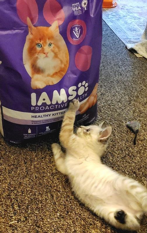 Iams hotsell kitten review