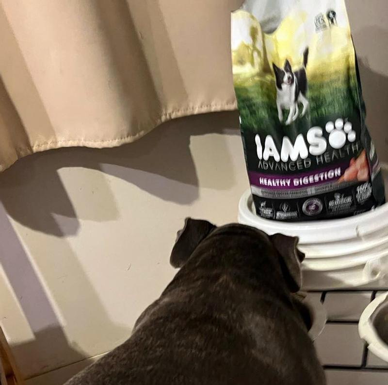 IAMS Advanced Healthy Digestion Chicken Dog Food IAM80574