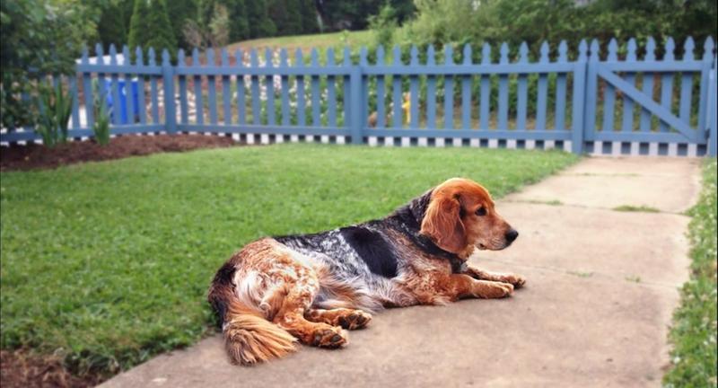 A satisfied and full Henry dog.