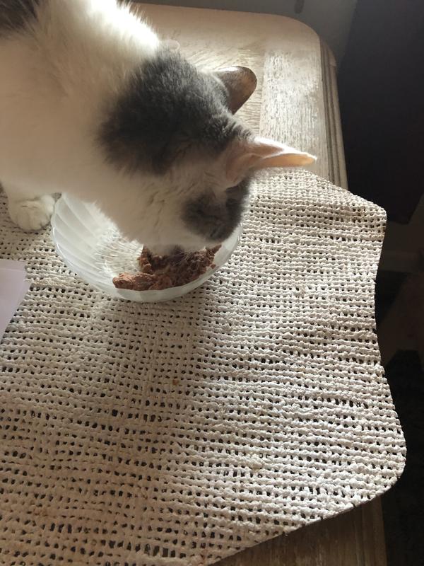 My picky cat loves Iams!