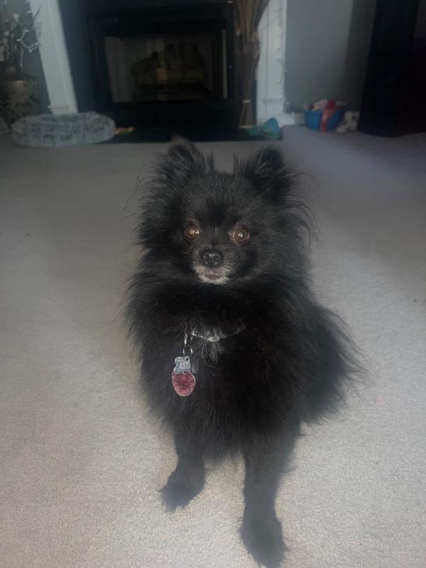 Iams small toy breed sales