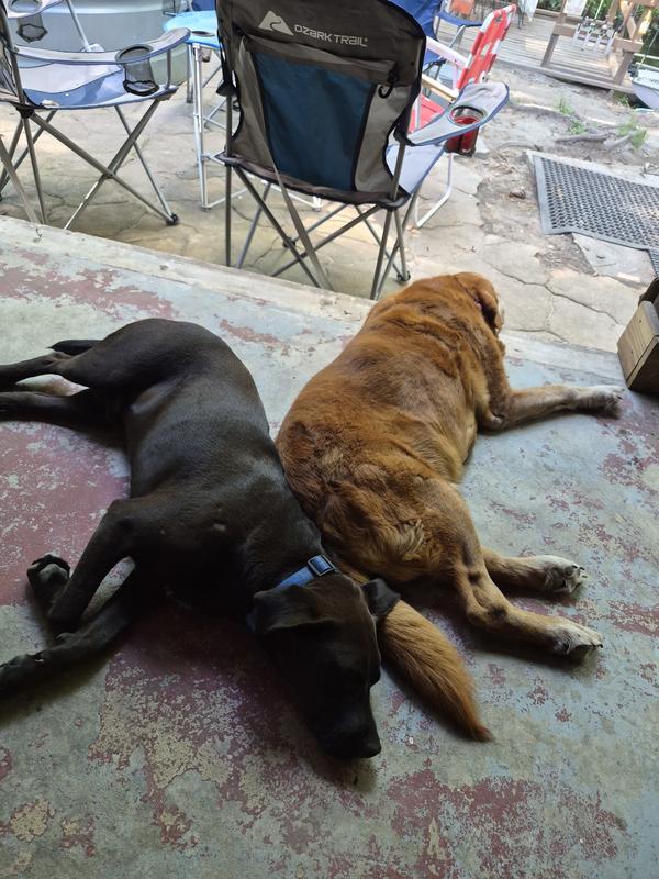 My babies