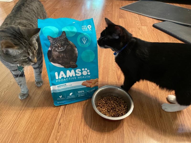 Iams proactive health outlet kitten review