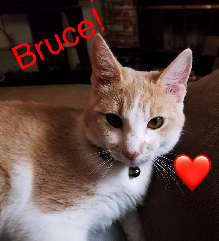 iams kidney diet for cats