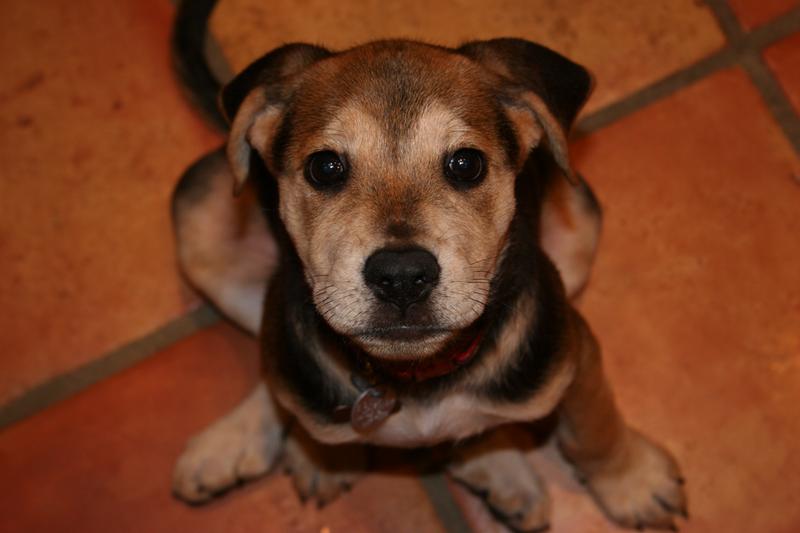 puppy swallowed 6 inch bully stick