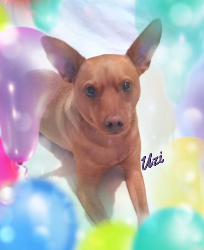 puppy swallowed 6 inch bully stick