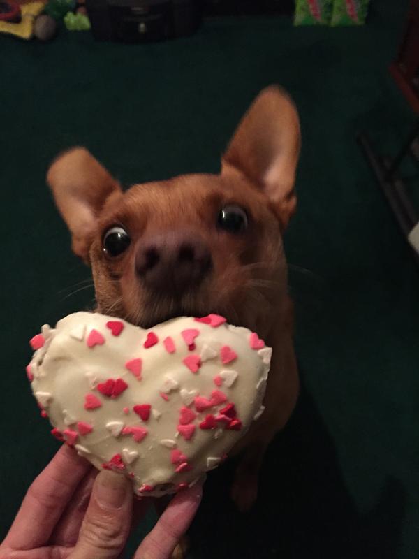 puppy swallowed 6 inch bully stick