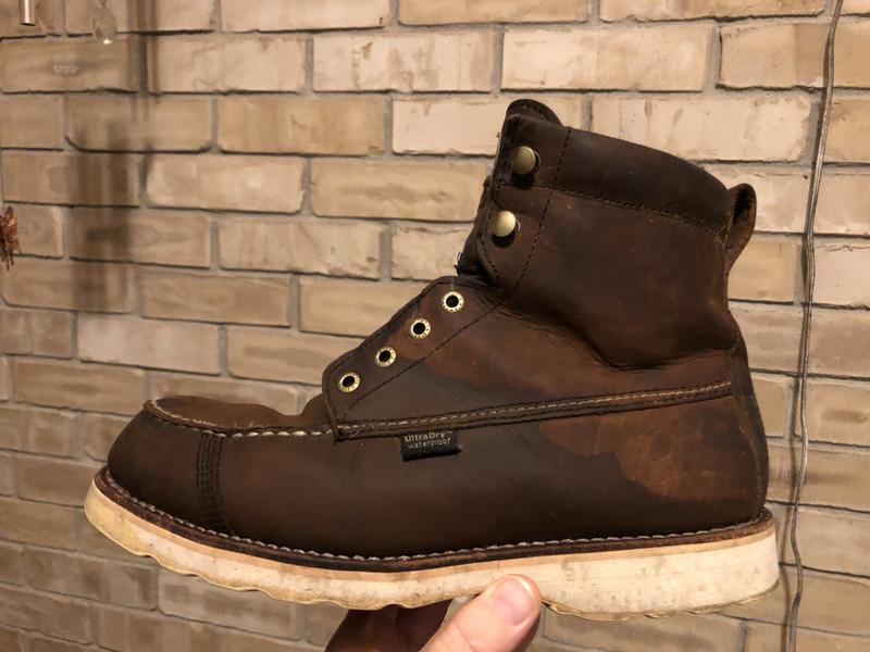 Irish setter 891 shop