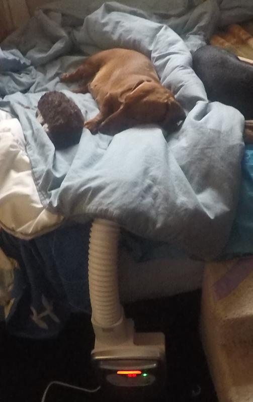 Noodle resting her head on hose after i turning it on