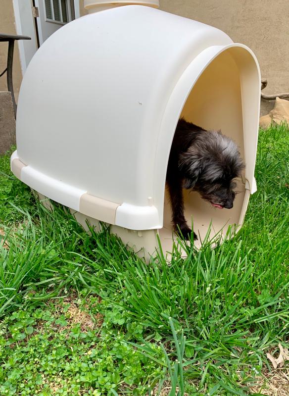 Igloo shaped hot sale dog house