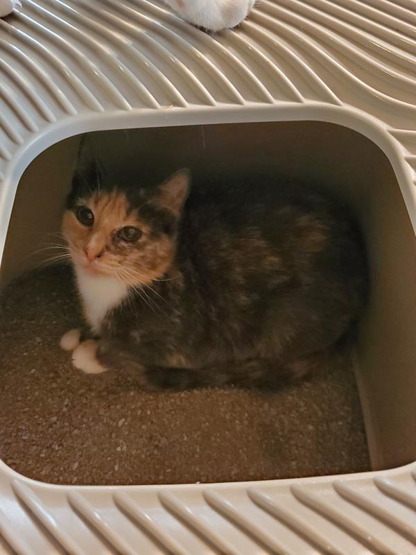 One in, the other waiting patiently in line :)