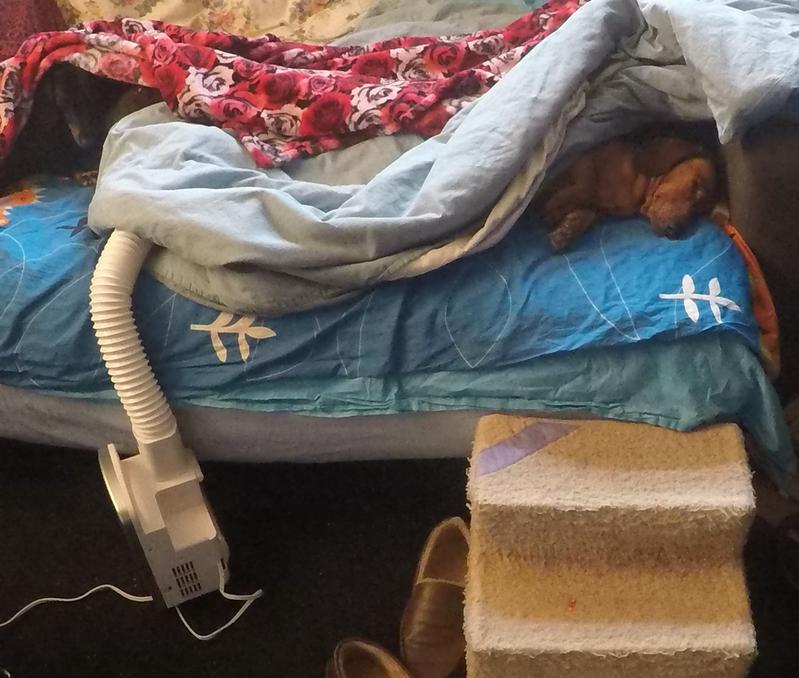 Noodle and Jake enjoying a warm bed