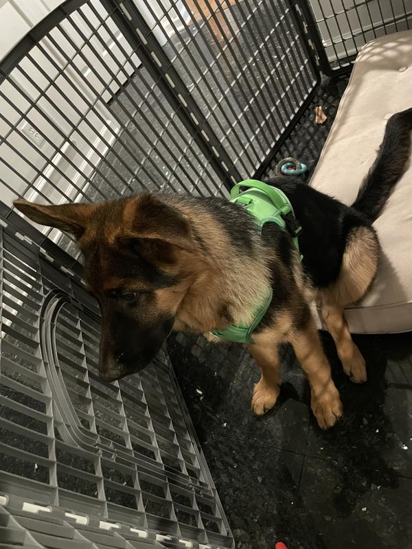 Playpen for 2025 german shepherd