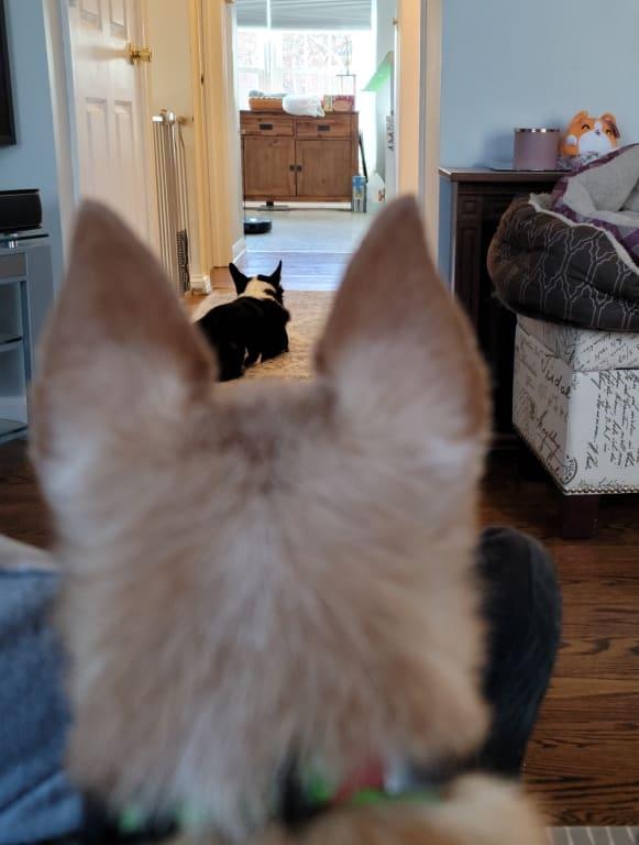 The boys keeping a close eye on "Ganon".